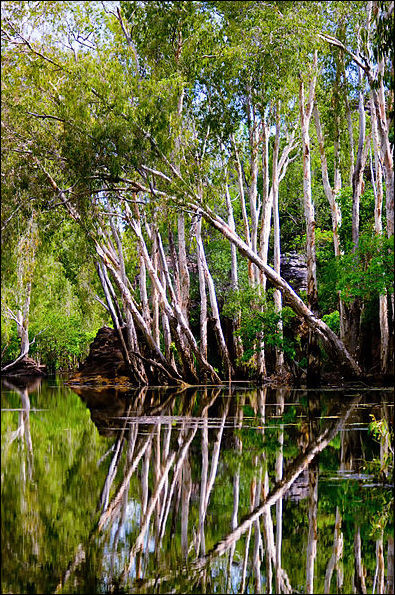Melaleuca An Invasive Tree of Florida