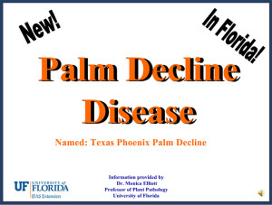 Palm Decline Disease