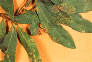 Oak Leaf Blister