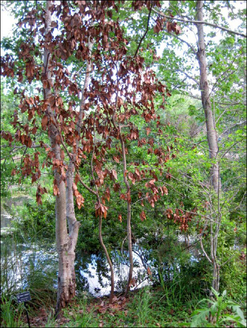 Laurel Wilt Disease in Pinellas County