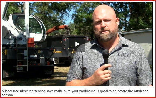 Yutzy Tree Services Featured on WFTS Tampa Bay Action News